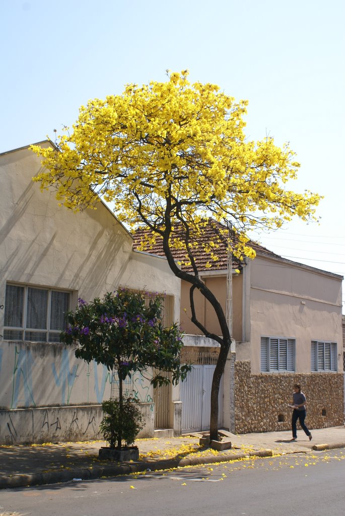 Ypê amarelo - árvore símbolo de minha terra, Бауру