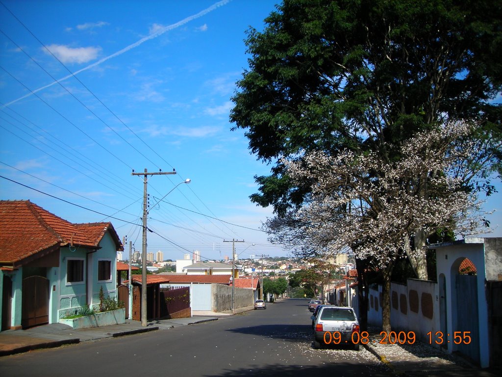 Ipê Branco na Rua N.Srª. de Fátima, Ботукату