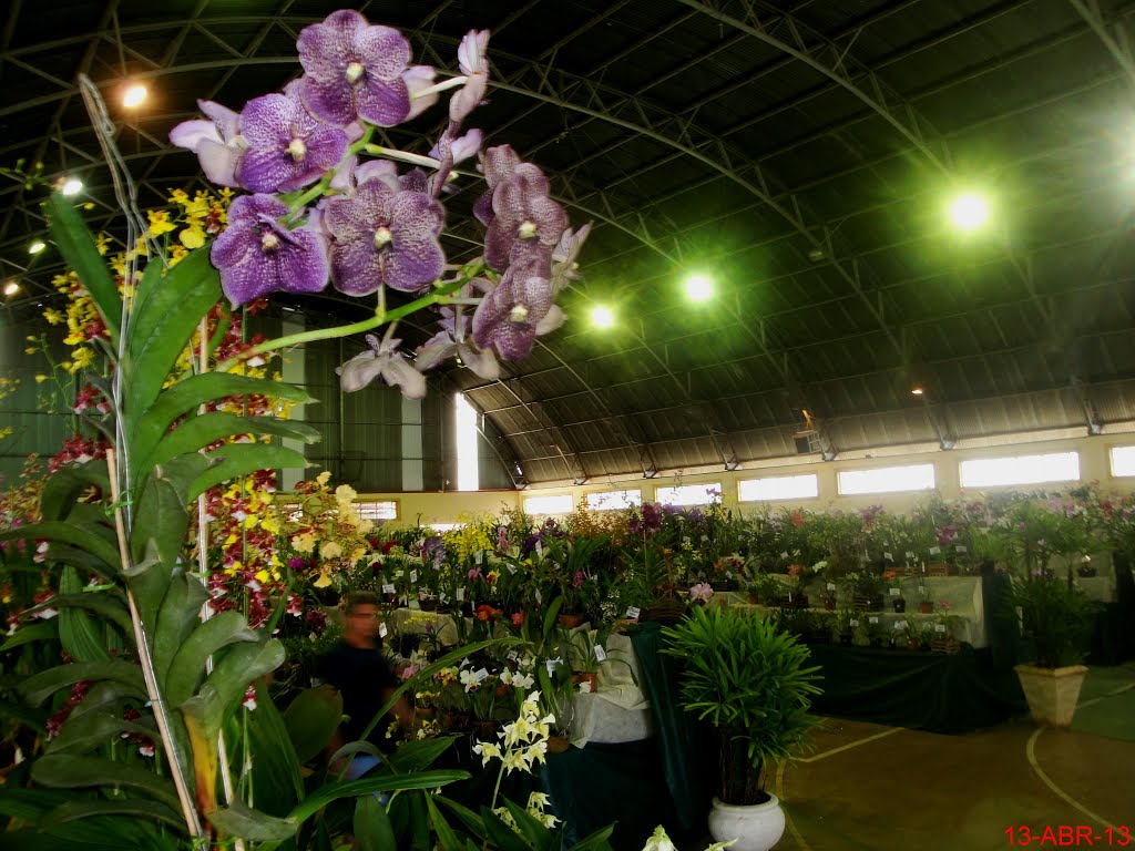 Exposição Nacional de Orquídeas de Catanduva no Colégio Nossa Senhora do Calvário - Colegião, Катандува