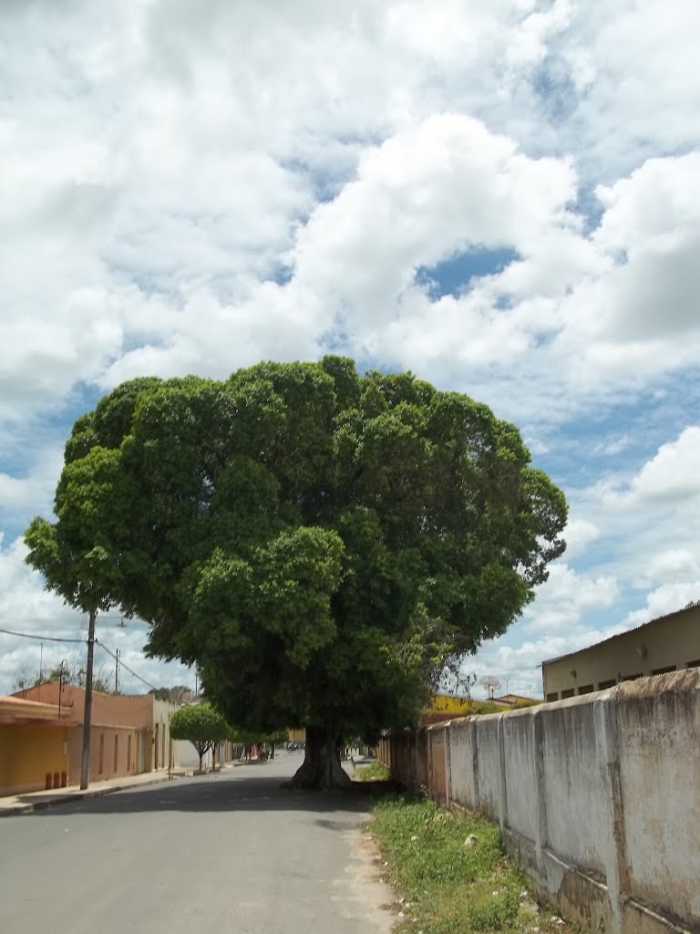 figueira centenária em Iguatu, Игуату