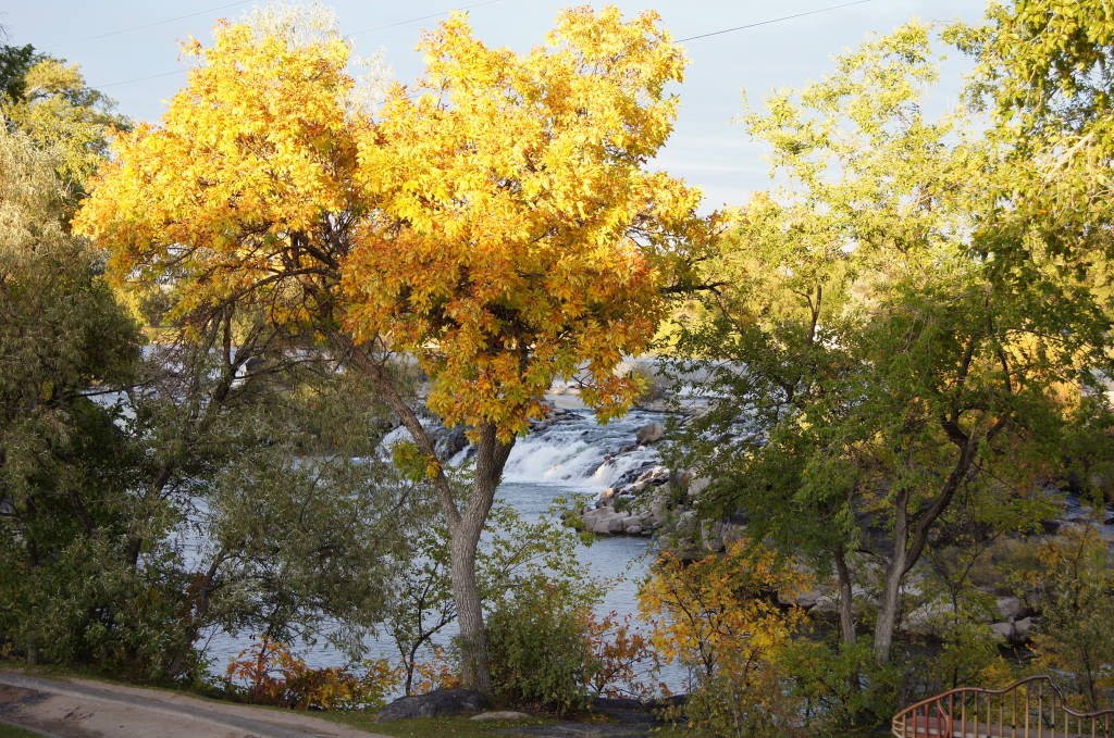 autumn leaves of Idaho Falls, Айдахо-Фоллс