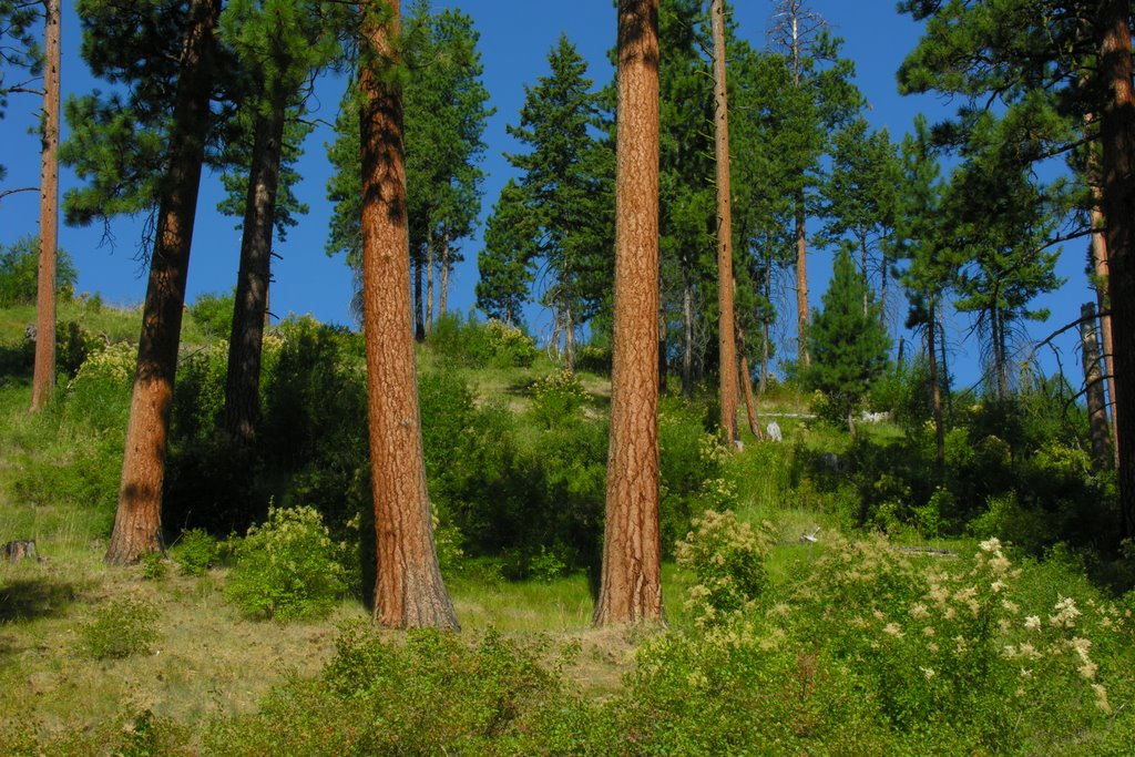 Big ponderosa pine near the French Creek road. Salmon River breaks, Барли