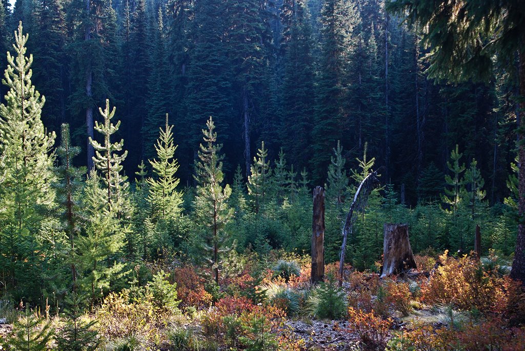 Forest at Savage Pass in the Bitteroot Mtns. of Idaho, Барли