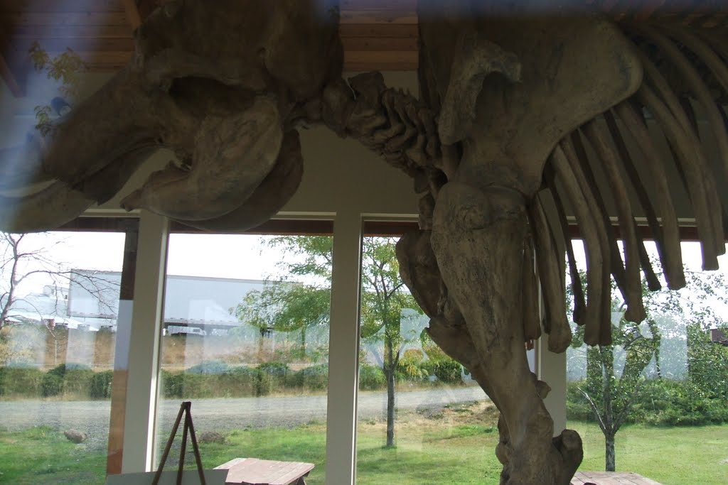 Grangeville, ID: Tolo Lake Mammoth Skeleton Replica, Eimers-Soltman Park, Барли