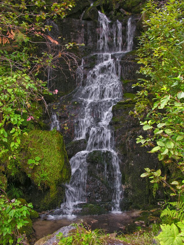 Tumble Creek near the Lochsa River, Барли