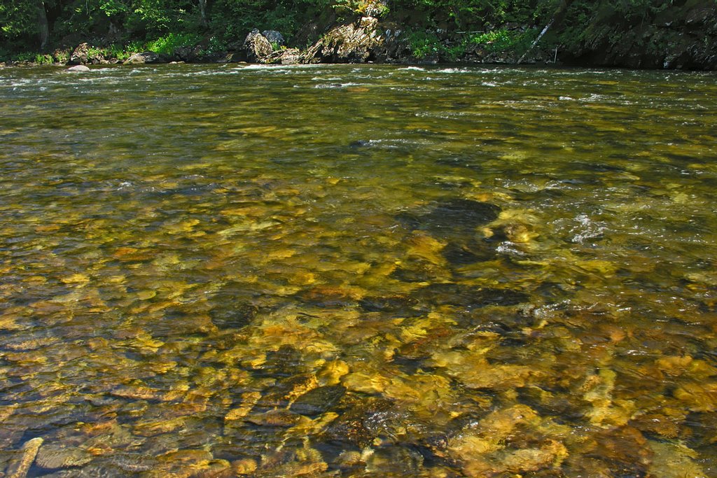 The clear waters of the Lochsa River, Барли
