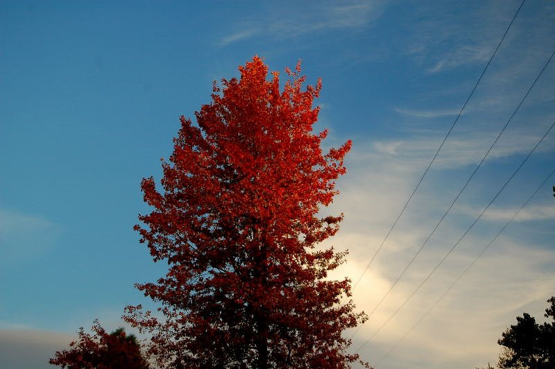 fall tree at sunset, Бойсе