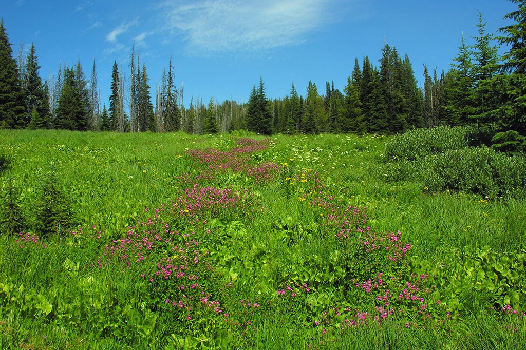 High altitude wet meadow on Marshall Mountain, Монтпелье
