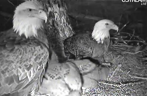 Decorah Eagles screen shot taken 11.43am in Melbourne,  Australia of female and male on nest 8.43pm Iowa 3rd May, 2011. Camera courtesy of Raptor Resource Project and Ustream (infra red), Гилбертвилл