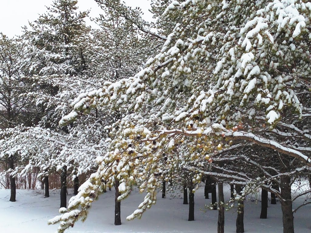 Beauty of Fresh Snow, Гилбертвилл