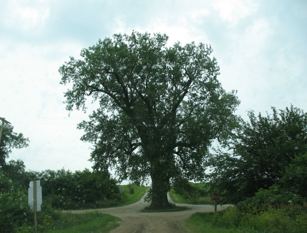 Tree in the road, Гринфилд