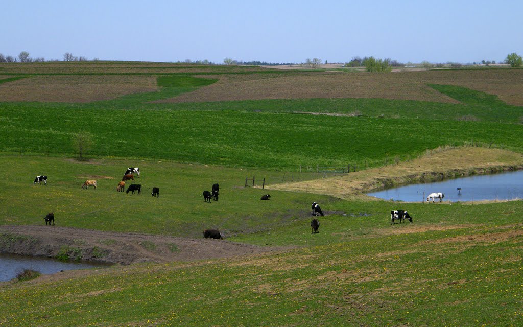 Cattle and Horse, Villisca, Iowa, Гринфилд