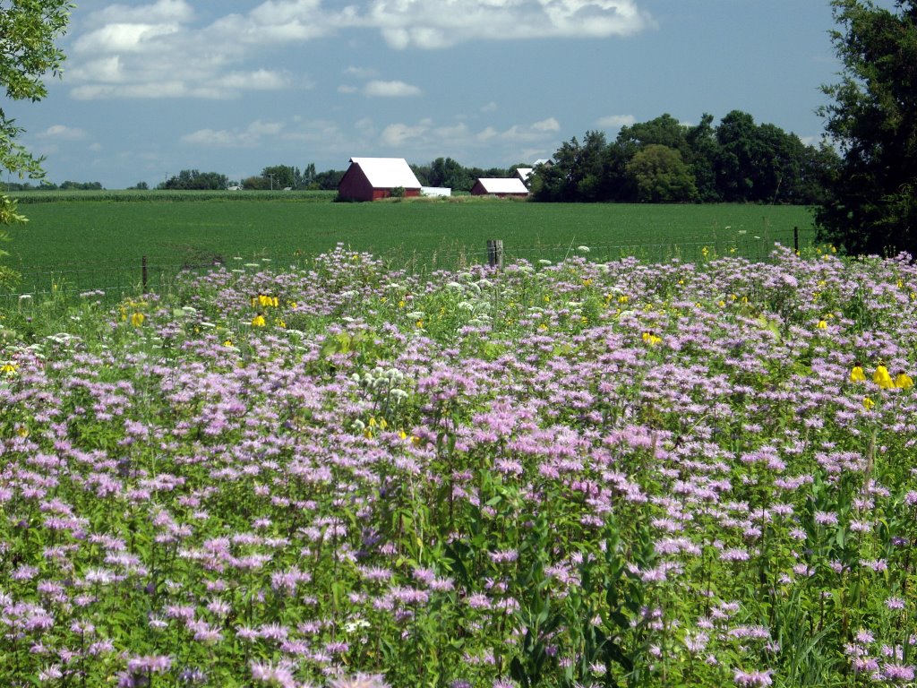 Prairie & Corn, south of Cedar Rapids, Iowa, Денвер