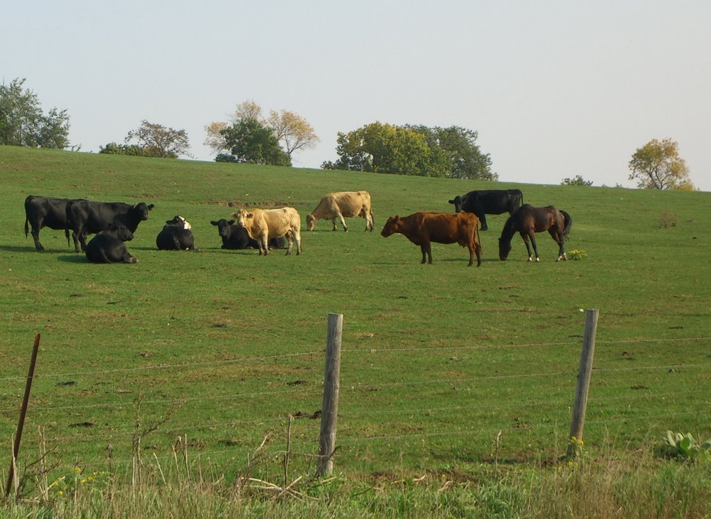 Livestock, Калумет