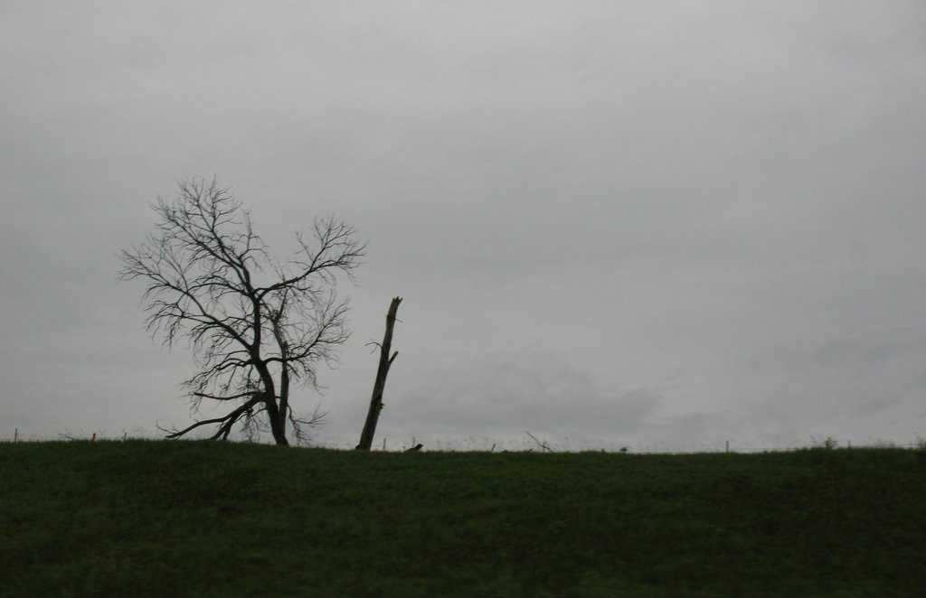 Tree near Cushing, Калумет