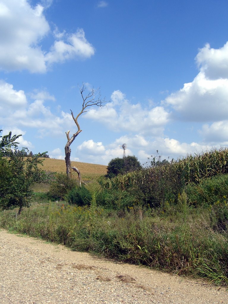 Dead Tree & Windmill, Калумет