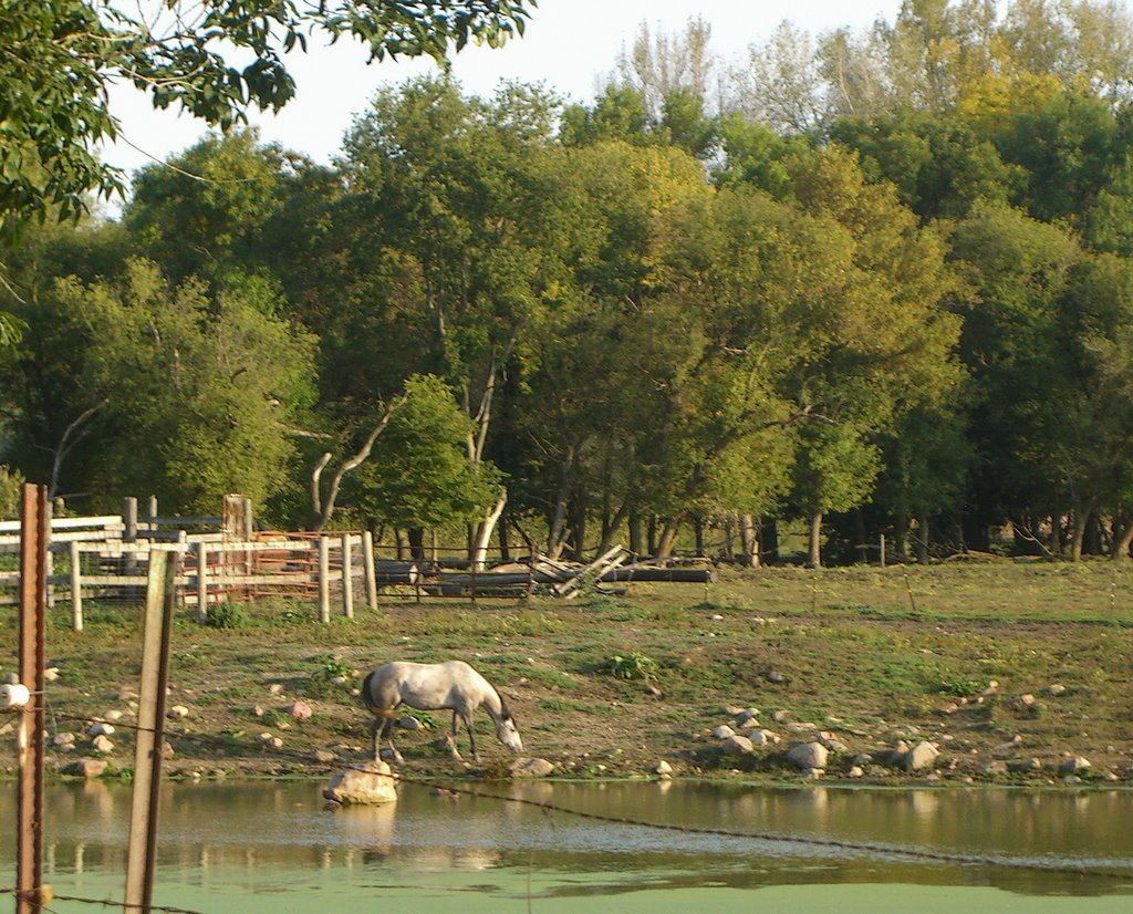Horse at the Pond, Калумет