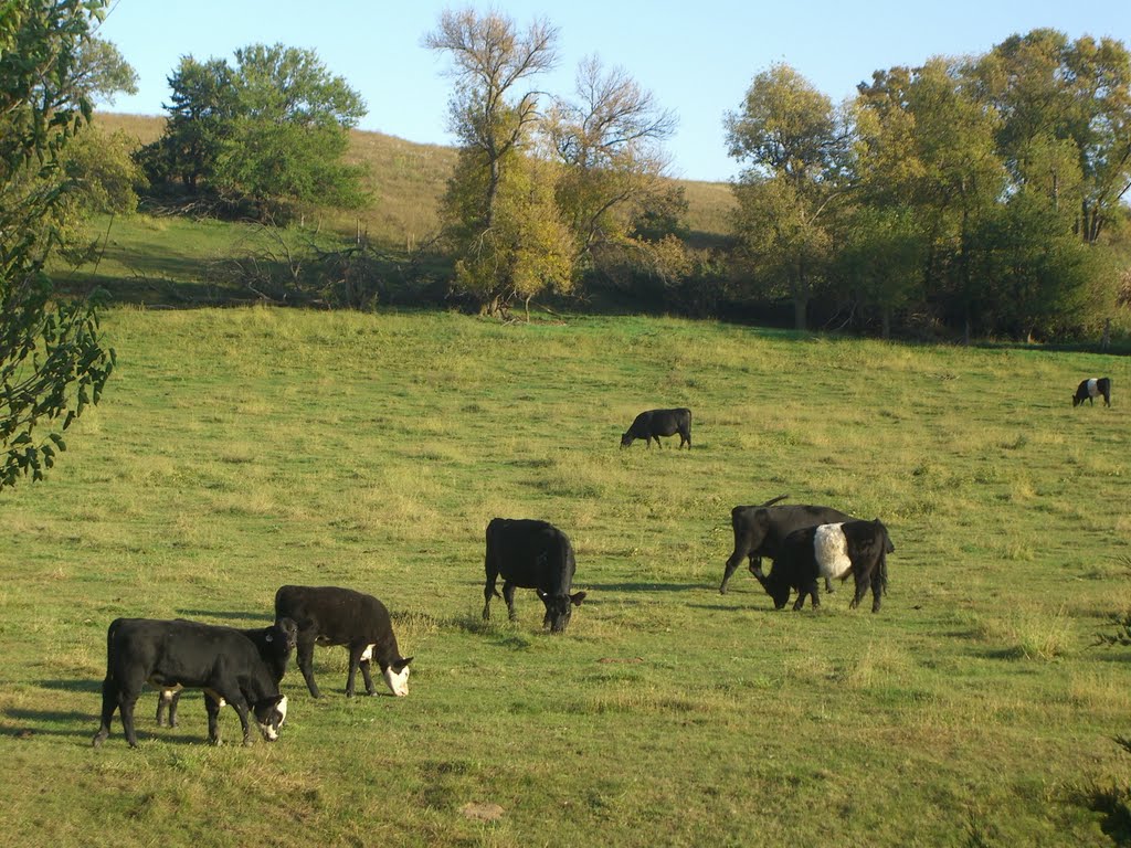 Beef Cattle Grazing, Калумет
