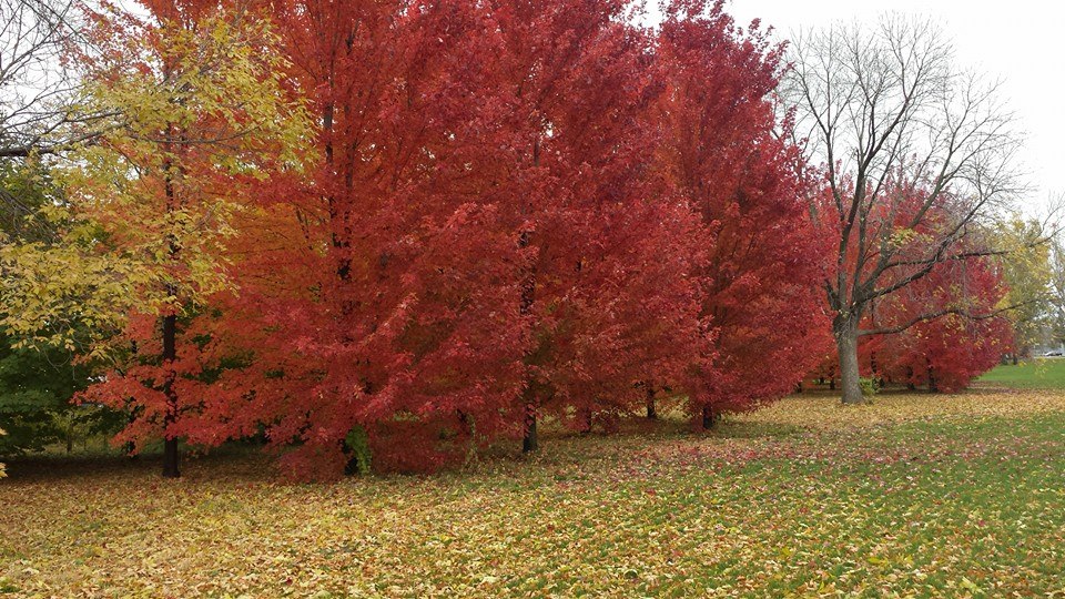 Red Oak Trees in the Fall, Картер-Лейк