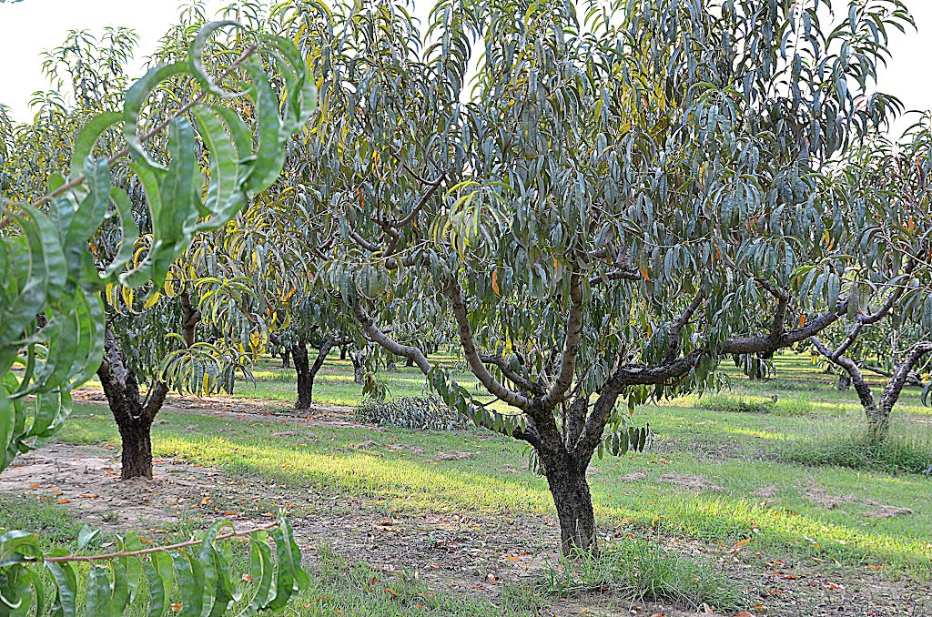 Chilton County Peach Orchard, Андалусиа
