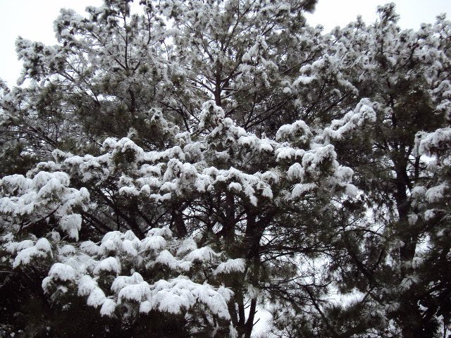 Snowy Pines, Атенс
