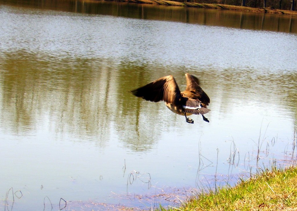 Goose in flight, Аубурн