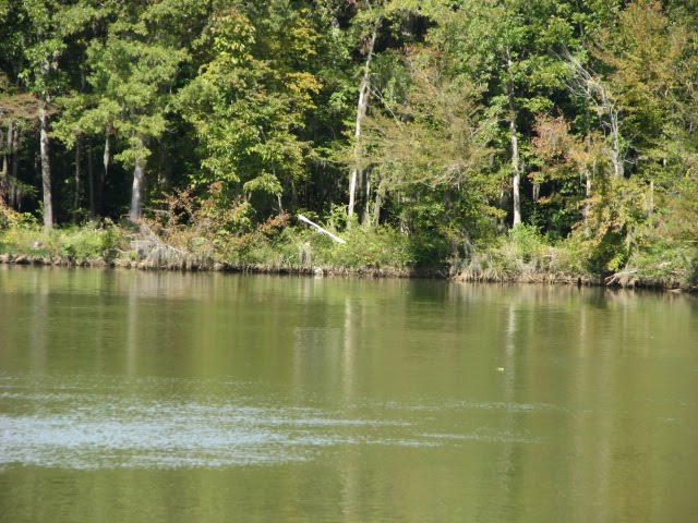 Alabama River, Бентон