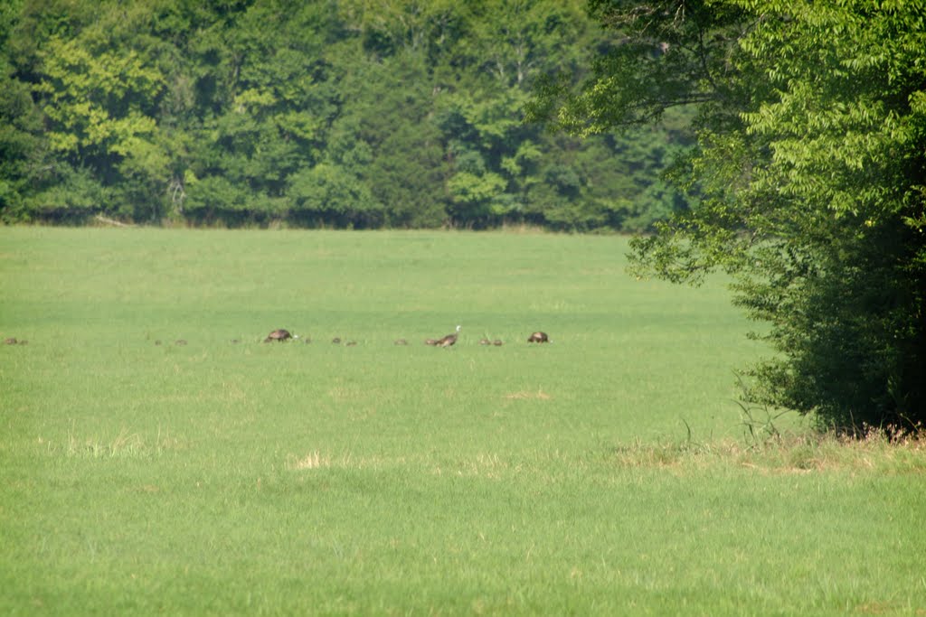 Eastern Wild Turkey in Jackson County, Alabama, Вудвилл