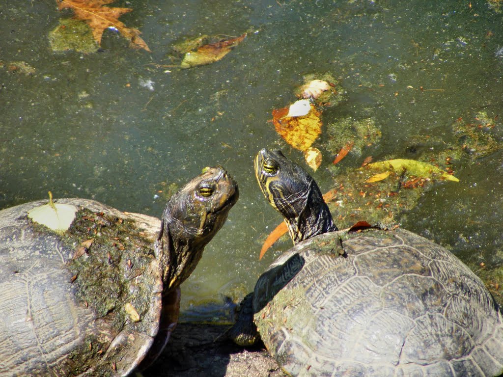 Turtles Courting, Гадсден