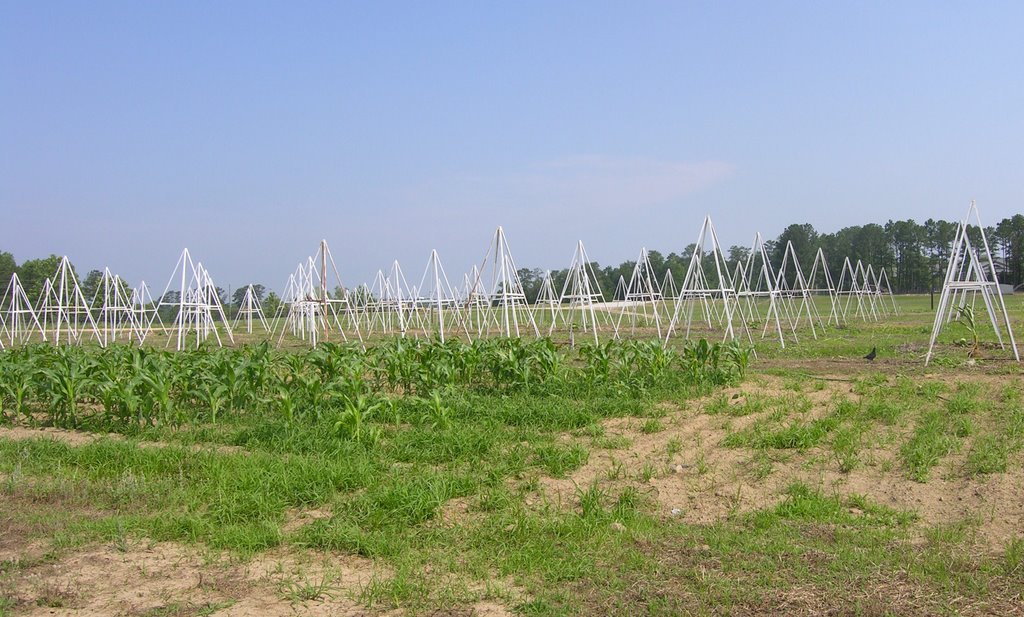 Agricultural Research Plots, Голдвилл