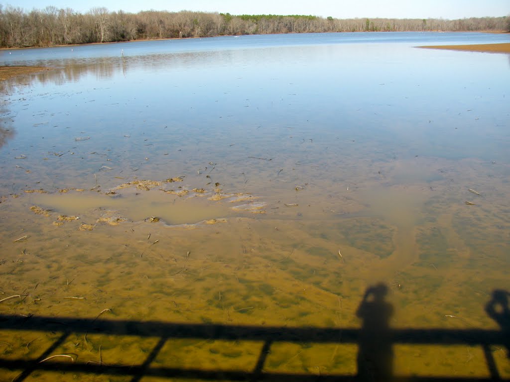 Alligator holes in Tennessee River, Карбон Хилл