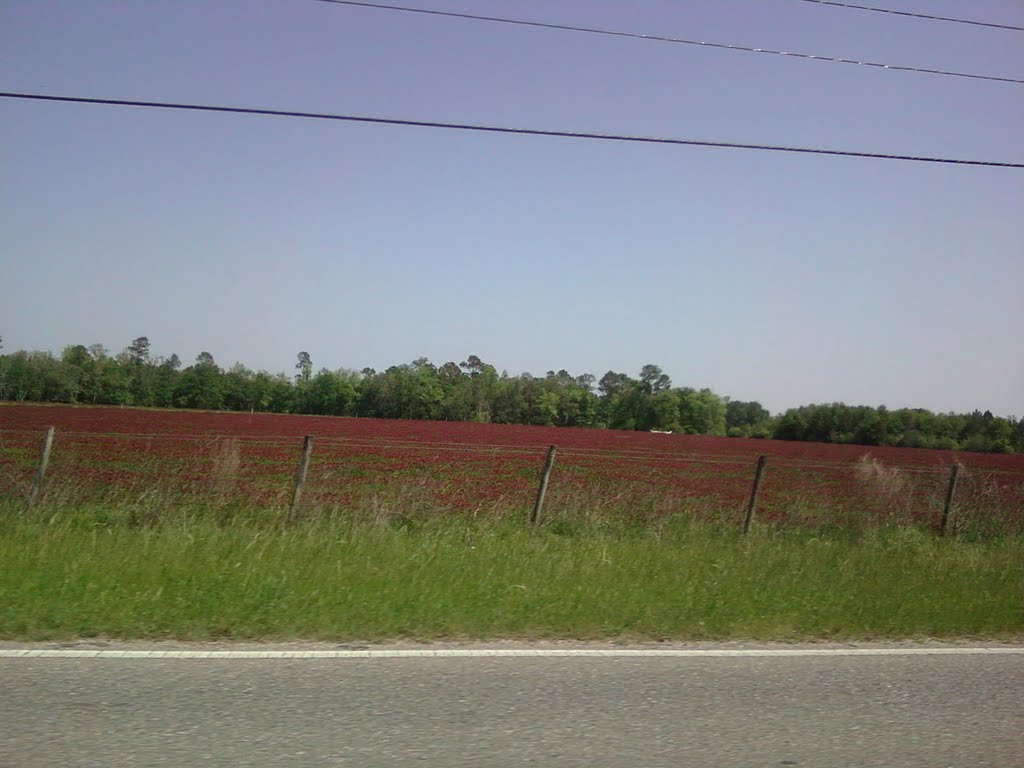 Field of red clover between Kinston & Samson on Rt. 52, Кинстон