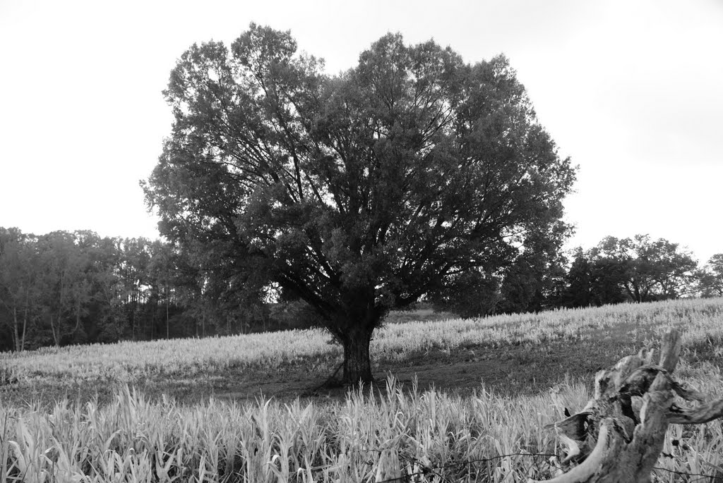 Lone Tree, Лексингтон