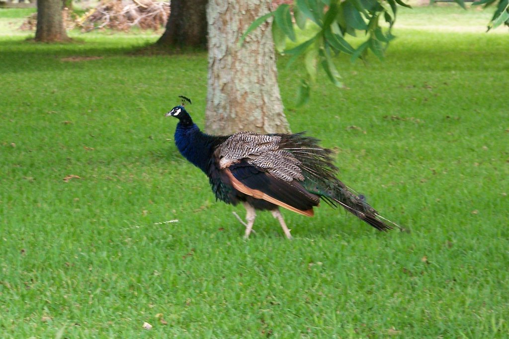 Mr. Peacock, Локсли