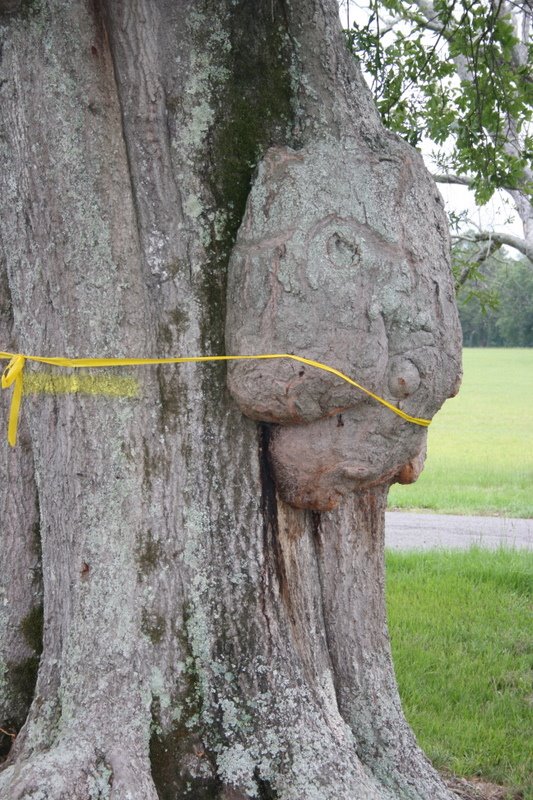 Burl on a tree that looks like a face. Moundville Archaeological Park. 7/6/2007., Маундвилл