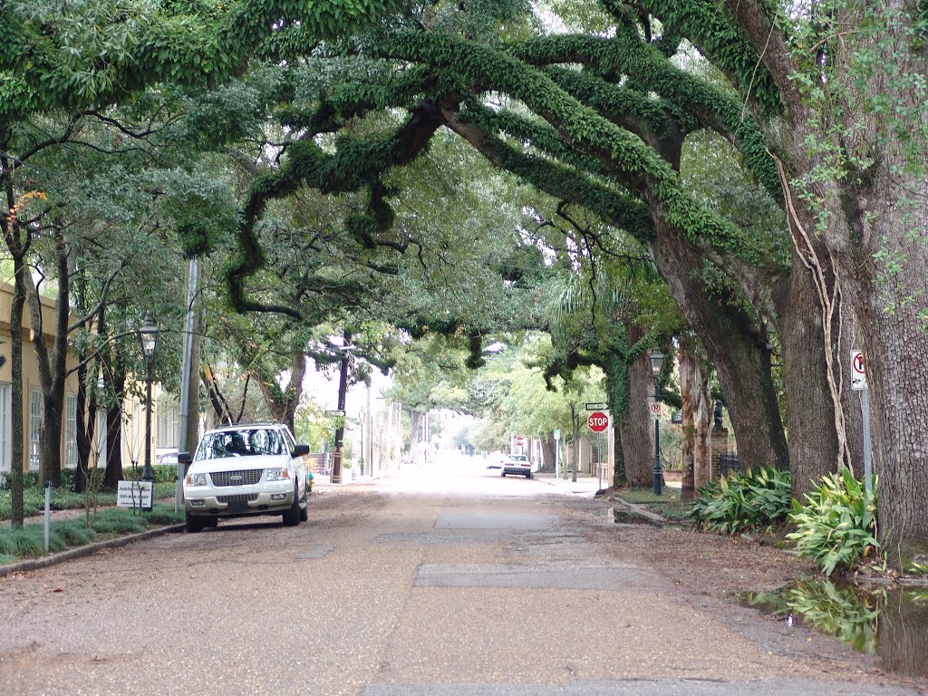 canopy road, State St, looking east, Mobile Ala (12-26-2011), Мобил