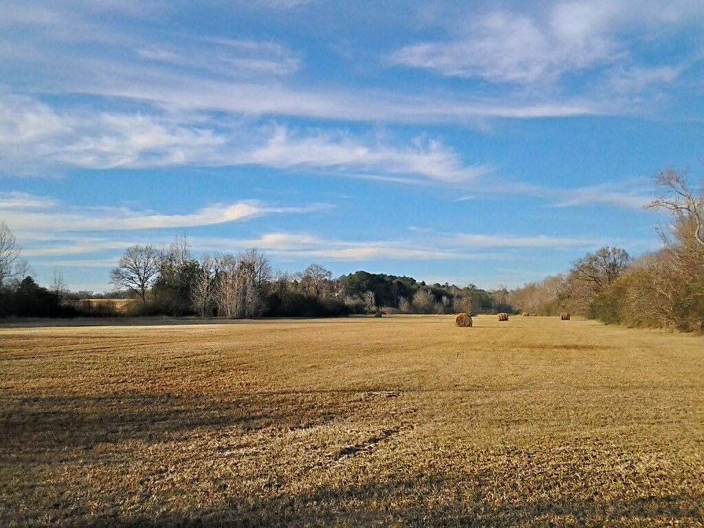 Hay Field, Нортпорт