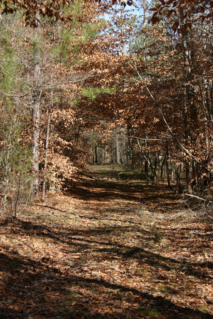 Nature Trail, Нью-Сайт