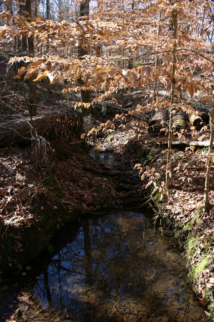 Stream along Nature Trail, Нью-Сайт