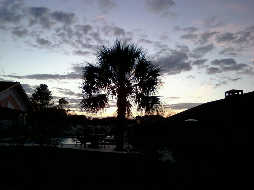 Sunset seen through palm tree, Opp AL, Опп