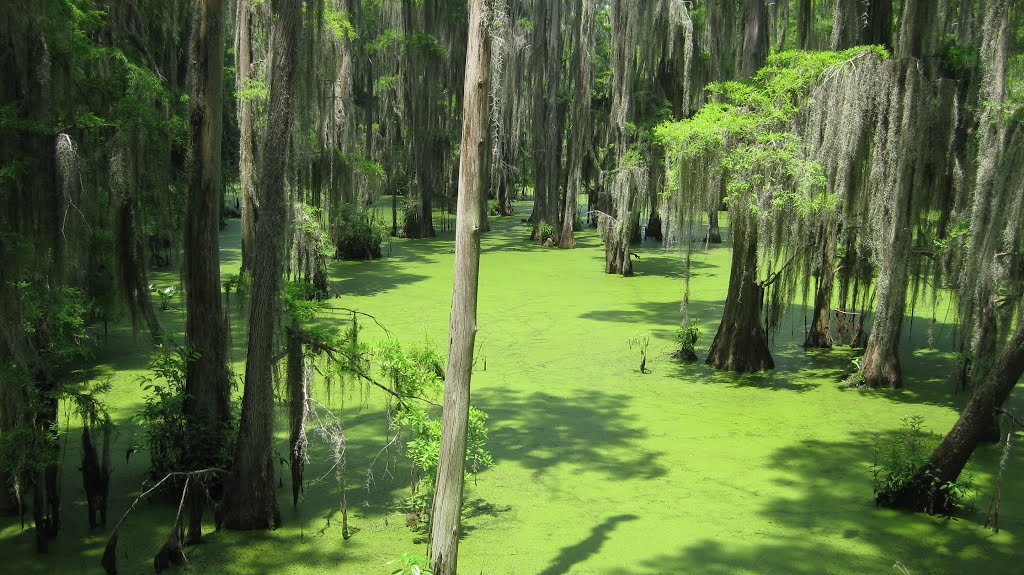 Brillant Swamp, Праттвилл