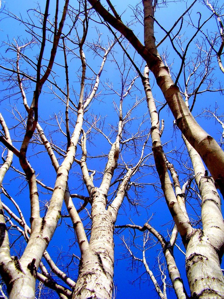 Trees, Сараланд