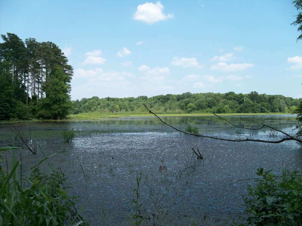 Site 26 North AL Bird Trail Blackwell Swamp, Триана