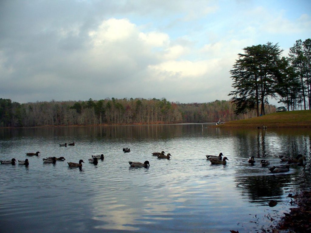 Mallards at county lake - Sylvania Alabama, Хенагар