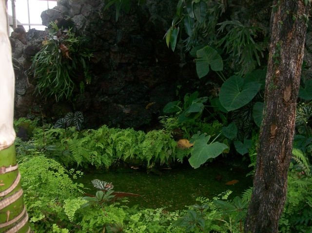 Tropical plants, Хомевуд