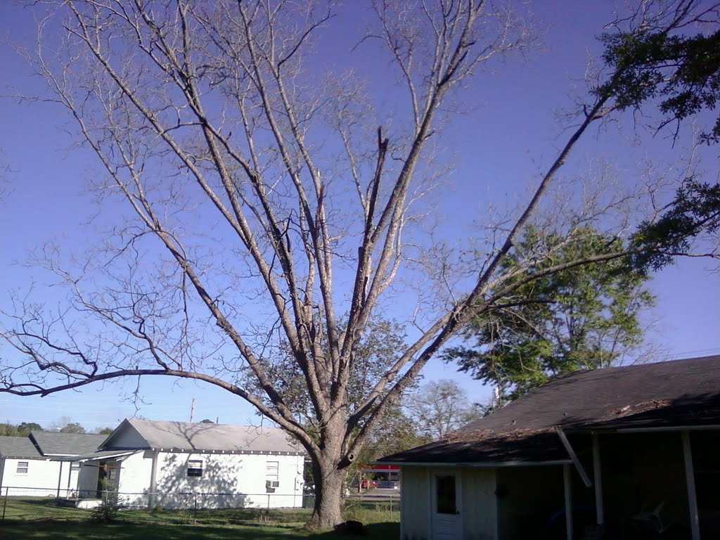 Pecan tree just starting to leaf-out, Хорн Хилл