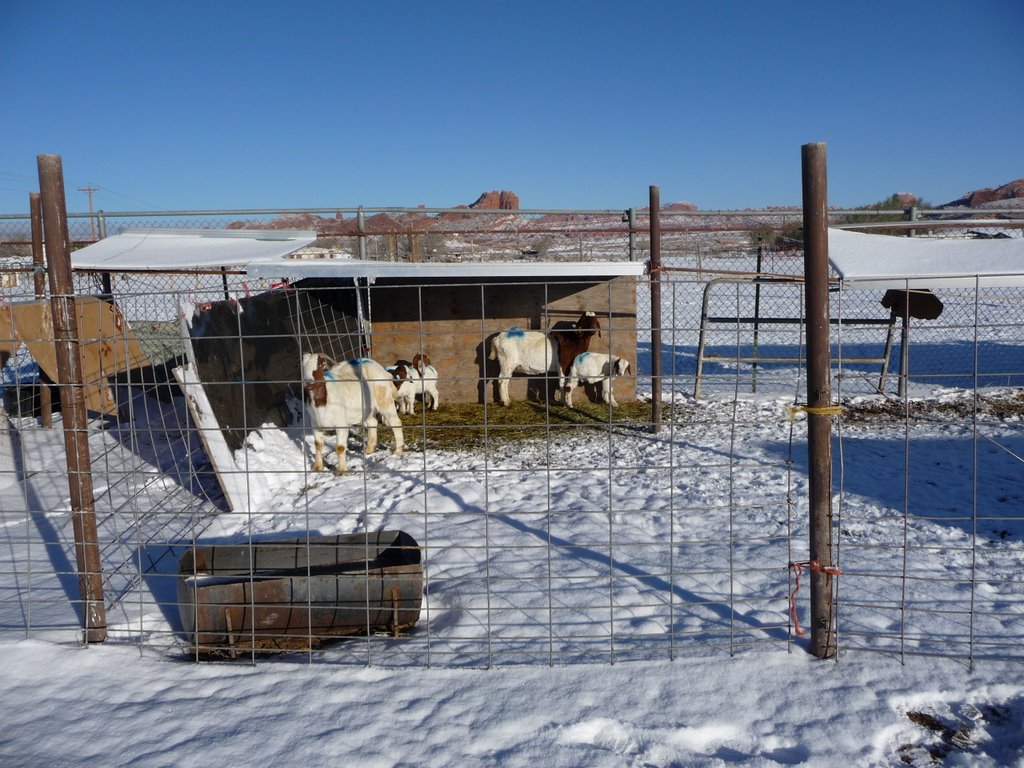 Boer Goats at the McBrides Livestock Pens, Кайента