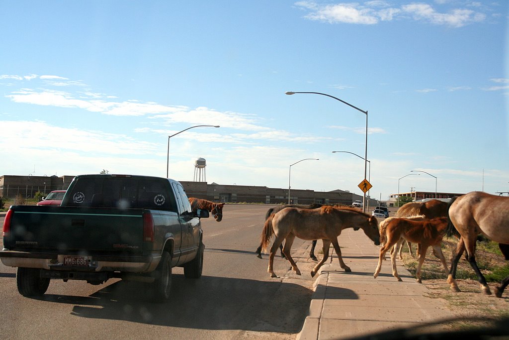 Kayenta; Main Street, Horses, Кайента