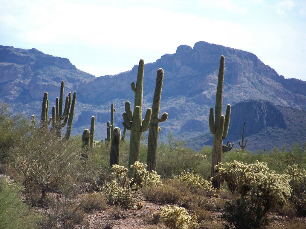 A cluster of saguaro facing north, Кашион