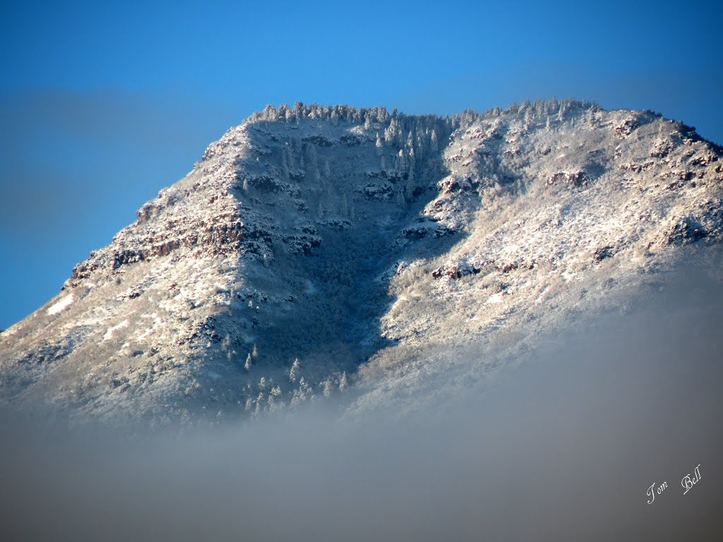 Mingus Mt Snowy Favorite, Кларкдейл